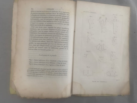 Aug. Brullé : Observations sur la Bouche des Libellulines (De la Société Entomologique)