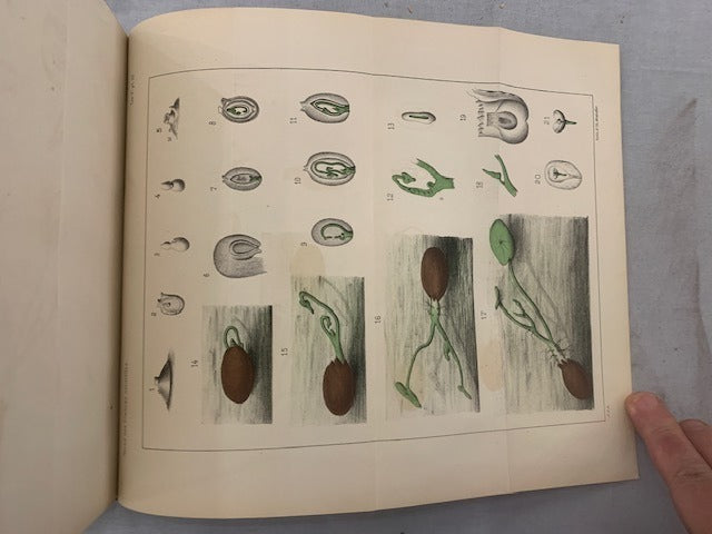 E. ‎Dubreuil : Revue des Sciences Naturelles. Tome V. No. 1. 15 Juin 1876