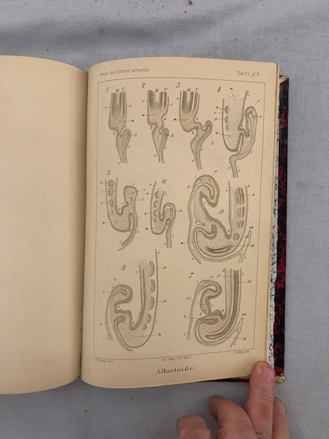 E. Dubreuil : Revue des Sciences Naturelles. Tome VI. No. 1. 15 Juin 1877