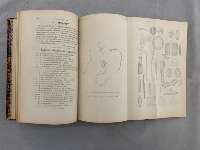 E. Dubreuil et E. Heckel : Revue des Sciences Naturelles. Tome I. No. 1. 1er Juin 1872