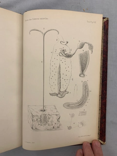 E. Dubreuil : Revue des Sciences Naturelles. Tome IV. No. 1. 15 Juin 1875