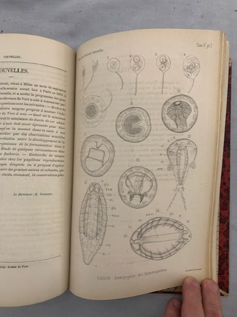 E. ‎Dubreuil : Revue des Sciences Naturelles. Tome V. No. 1. 15 Juin 1876