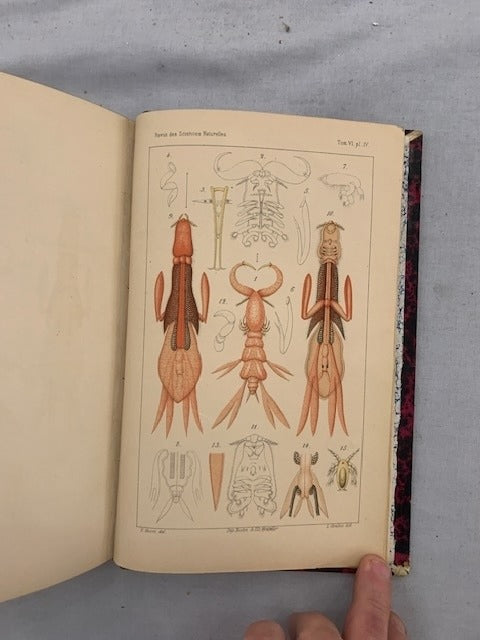 E. Dubreuil : Revue des Sciences Naturelles. Tome VI. No. 1. 15 Juin 1877